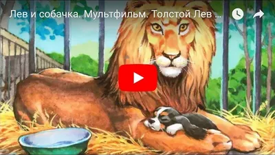 Уникальная картинка толстого льва, передающая его мощь