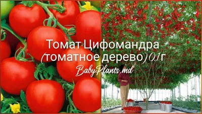 Фантастическое томатное дерево на фото: необыкновенная форма жизни