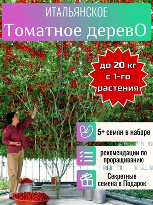 HD изображения Томатного дерева