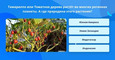 Фотка томатного дерева в HD качестве для обоев