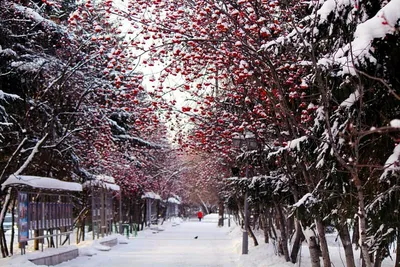 Зимние впечатления от Томска: Размеры изображений на ваш выбор