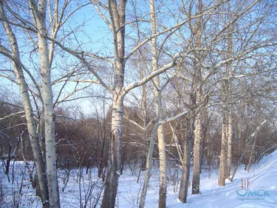 Топольная зимняя атмосфера: уникальные изображения в различных размерах.