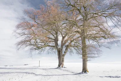 Зимний шик тополя: уникальные изображения в различных размерах.