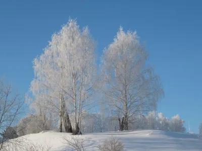 Изысканные фотографии зимнего тополя в разных размерах.