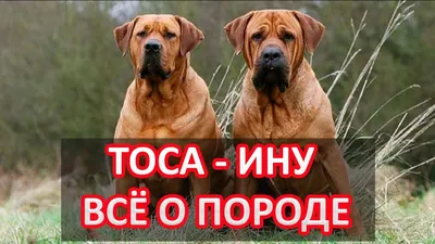 Собака Тоса-ину: красивые изображения для загрузки