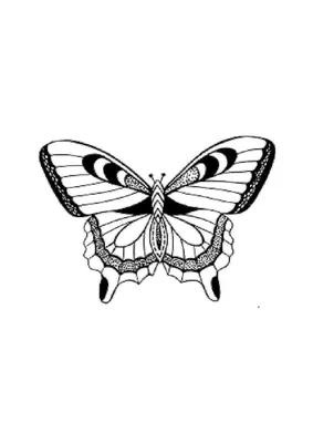 Бабочка на фото в формате WebP