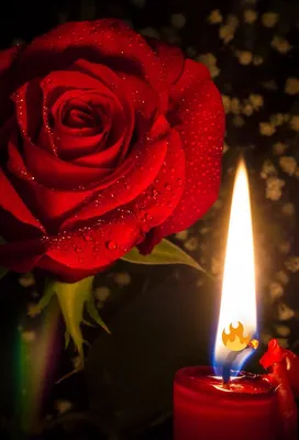 Траурные розы: красивые фото и изображения