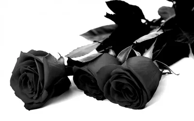 Траурные розы: фотки в различных форматах