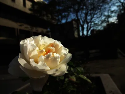 Фотка розы: эстетическое удовольствие для ваших глаз