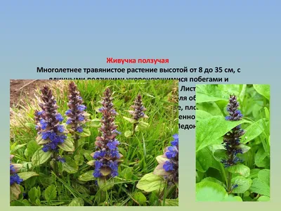 Пленительные моменты среди травянистых растений леса