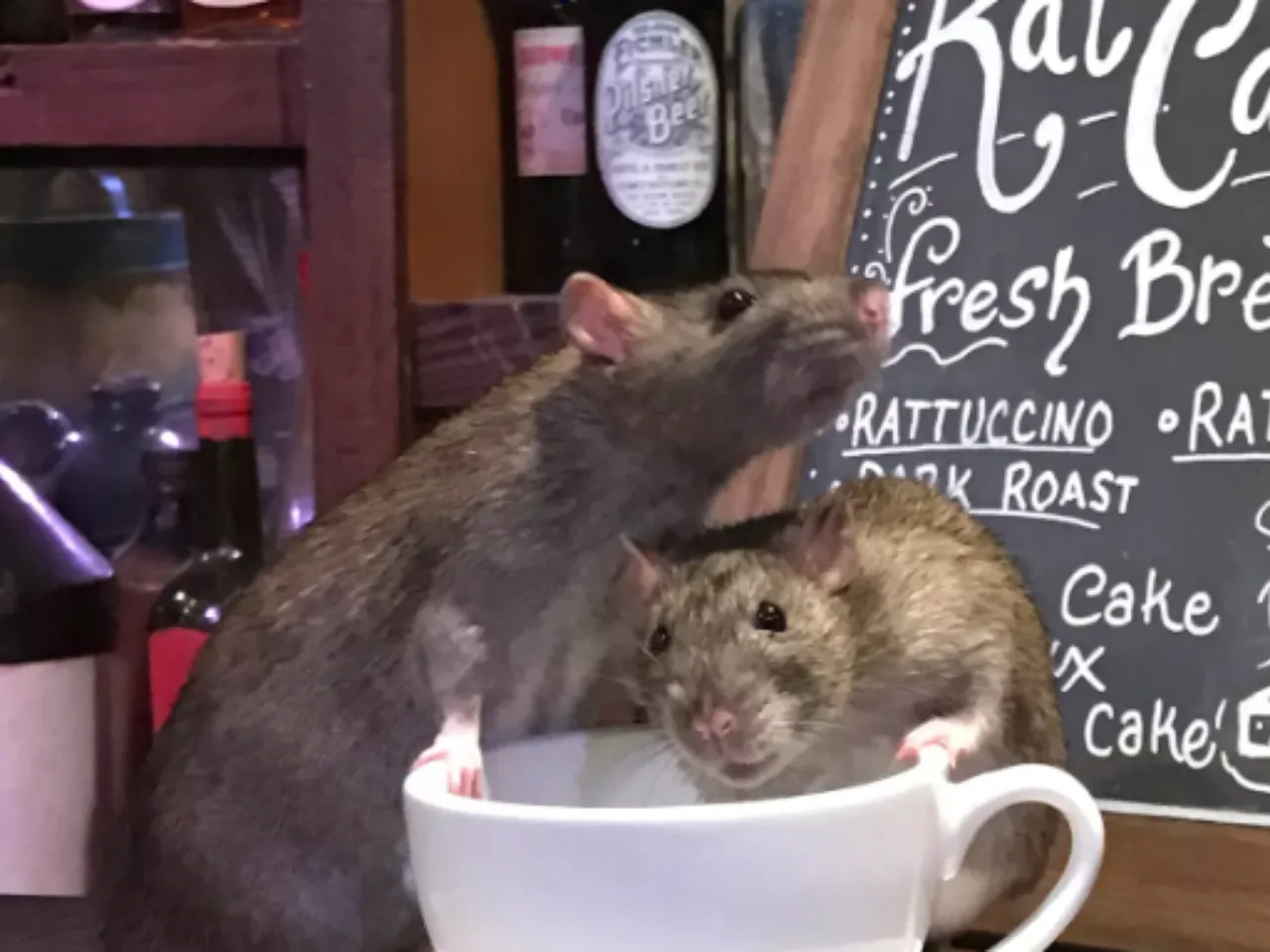 Крыса с кофе. Крыса в кафе. Чайная крыса. Крысиное кафе. Кофейные крысы