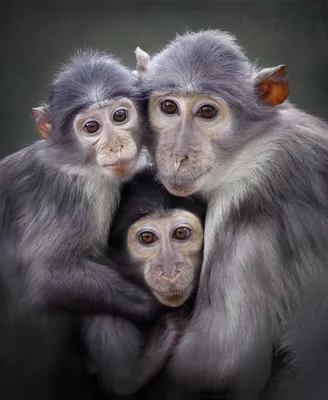Скачать бесплатно: обезьяньи фотографии в 4K разрешении