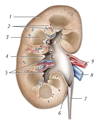 Три почки у человека фотографии