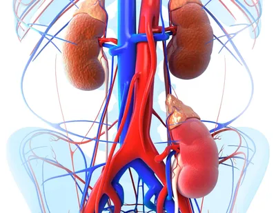 Фото загадочного: Три почки у человека на ваш выбор