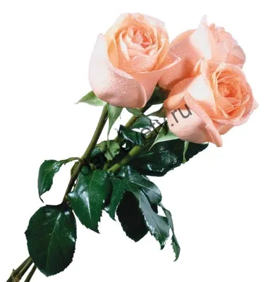 Фото трех изумительных роз в разных размерах jpg