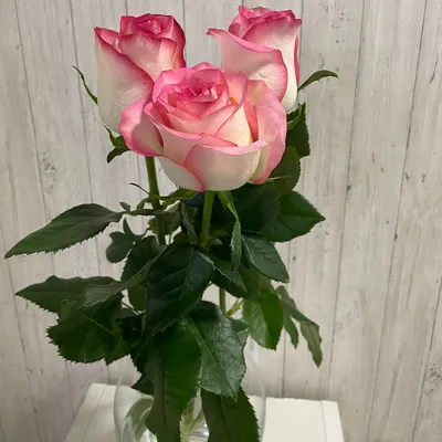 Фото изумительных роз, доступное для скачивания в webp