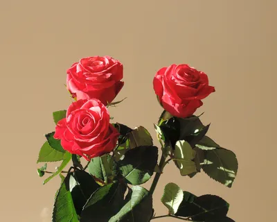 Удивительная картинка трех роз в формате png