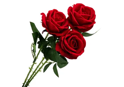Фото трех красивых роз в разных размерах jpg
