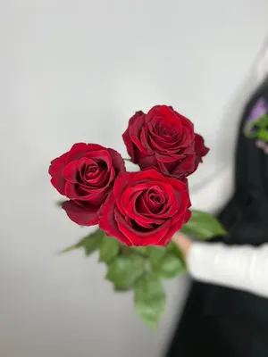 Уникальное фото трех роз доступное для скачивания webp