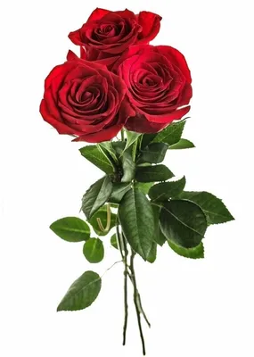 Роскошные фотографии трех роз в разных размерах jpg