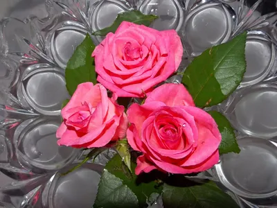 Изображение трех роскошных роз в формате png