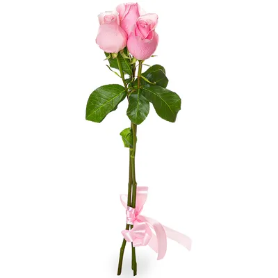Завораживающее фото трех роз доступное для скачивания webp