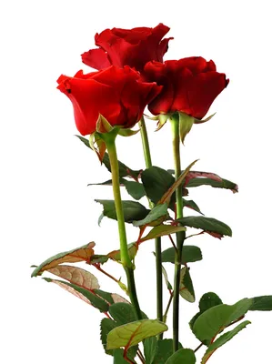 Фотография трех изумительных роз в разных размерах jpg