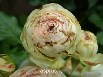 Фотка роз с уникальными трипсами доступна для скачивания