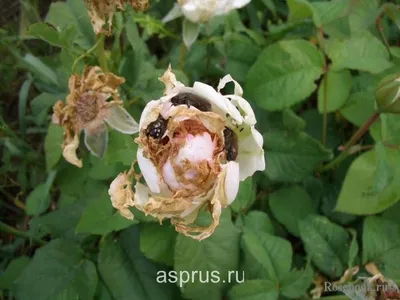 Огромный выбор фото роз с разнообразными трипсами