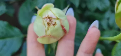 Уникальные картинки роз с насыщенными цветами