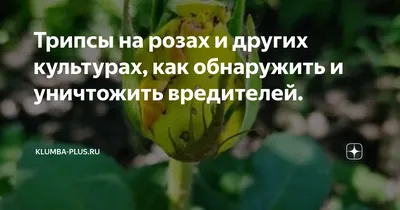 Уникальные изображения роз с трипсами в высоком качестве