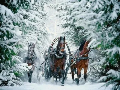 Зимний пейзаж: Тройка лошадей