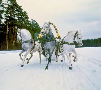 Зимняя картина: Тройка лошадей в снегу