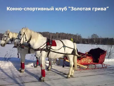 Тройка лошадей зимой: изображение