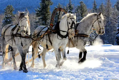 Зимний ландшафт с тройкой лошадей