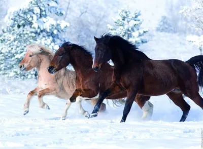 Зимний снег: Фото тройки лошадей