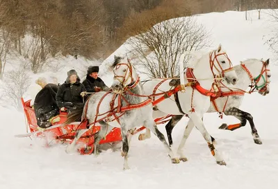Лошади на зимнем пейзаже: Фото