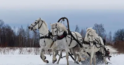 Зимний снежный пейзаж с лошадьми