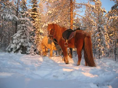 Лошади в зимней атмосфере: Картинка