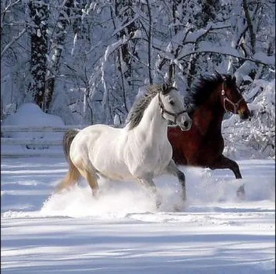 Зимний снегопад: Фото тройки лошадей