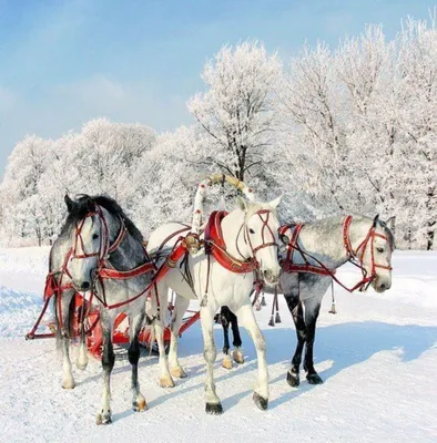 Зимние игры: Тройка лошадей на снегу