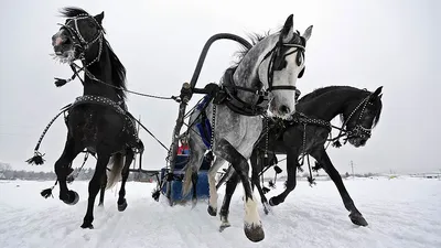 Лошади на зимней фотографии