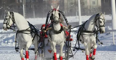 Зимний лес с лошадьми: Фотография