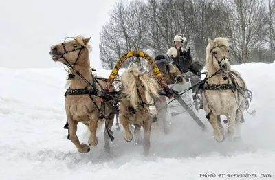 Лошади на зимнем фоне: Фотка