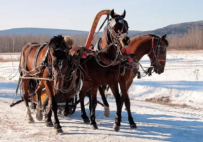 Зимняя тройка лошадей: Изображение