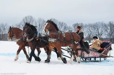 Зимний момент с лошадьми: Картинка
