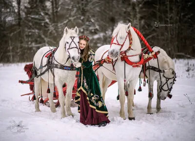 Зимняя атмосфера: Фото тройки лошадей