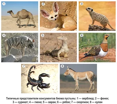 Фотографии тропической пустыни: природа во всей своей красе