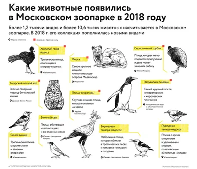 Птицы-трубачи на фото: красота и милость в каждом кадре