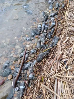 Уникальные фотографии горной природы: магия альпийских ландшафтов